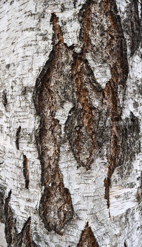 桦树树皮macro stock照片